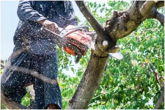 tree services Lakeside